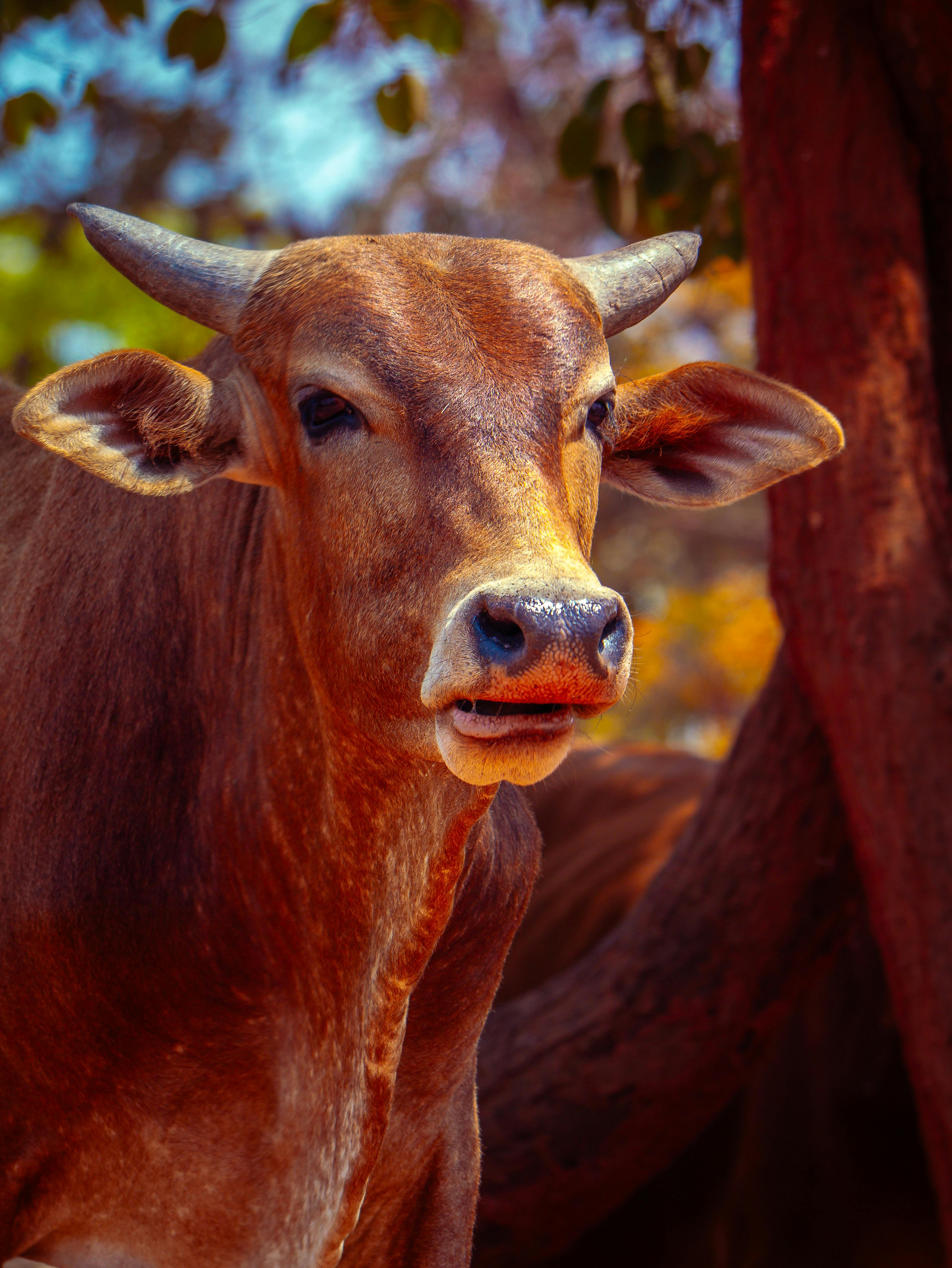 Gratuit Une image vibrante en gros plan d'une vache brune debout sous un arbre. Photos