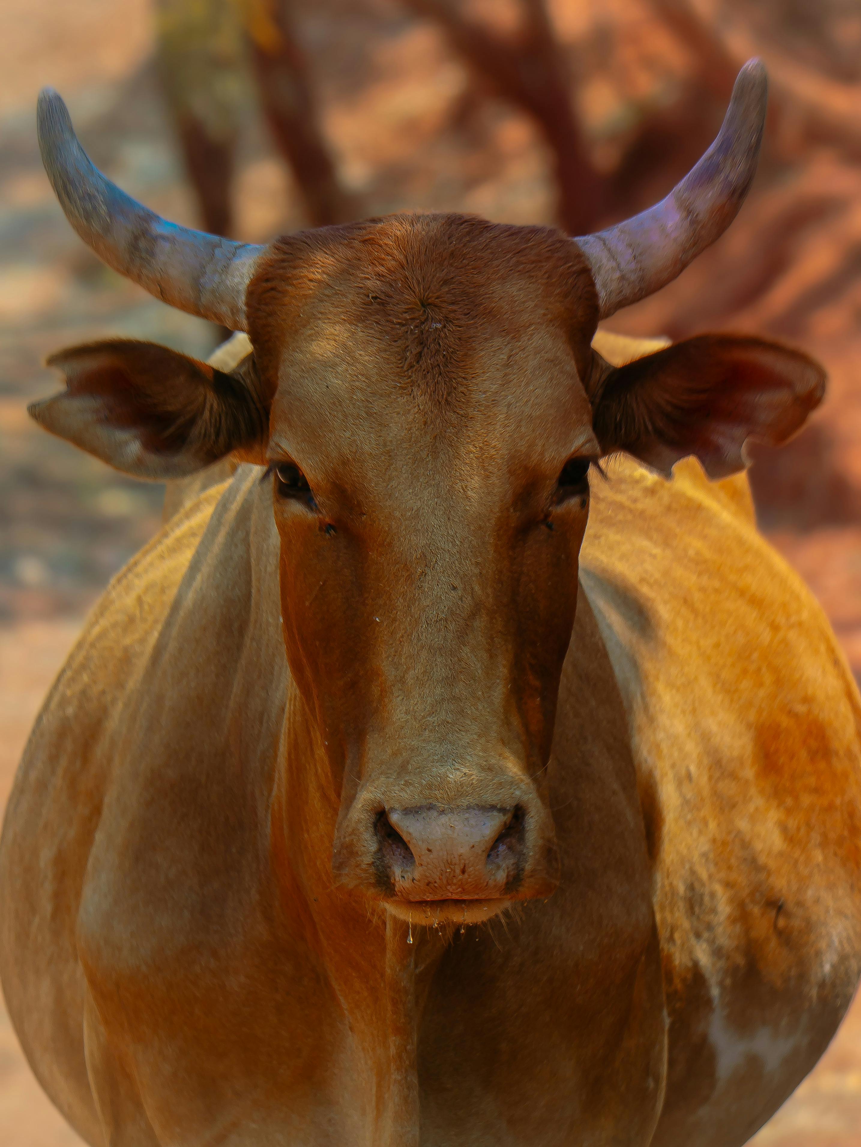 grátis Close de uma vaca marrom com chifres em pé ao ar livre em um dia ensolarado. Foto profissional