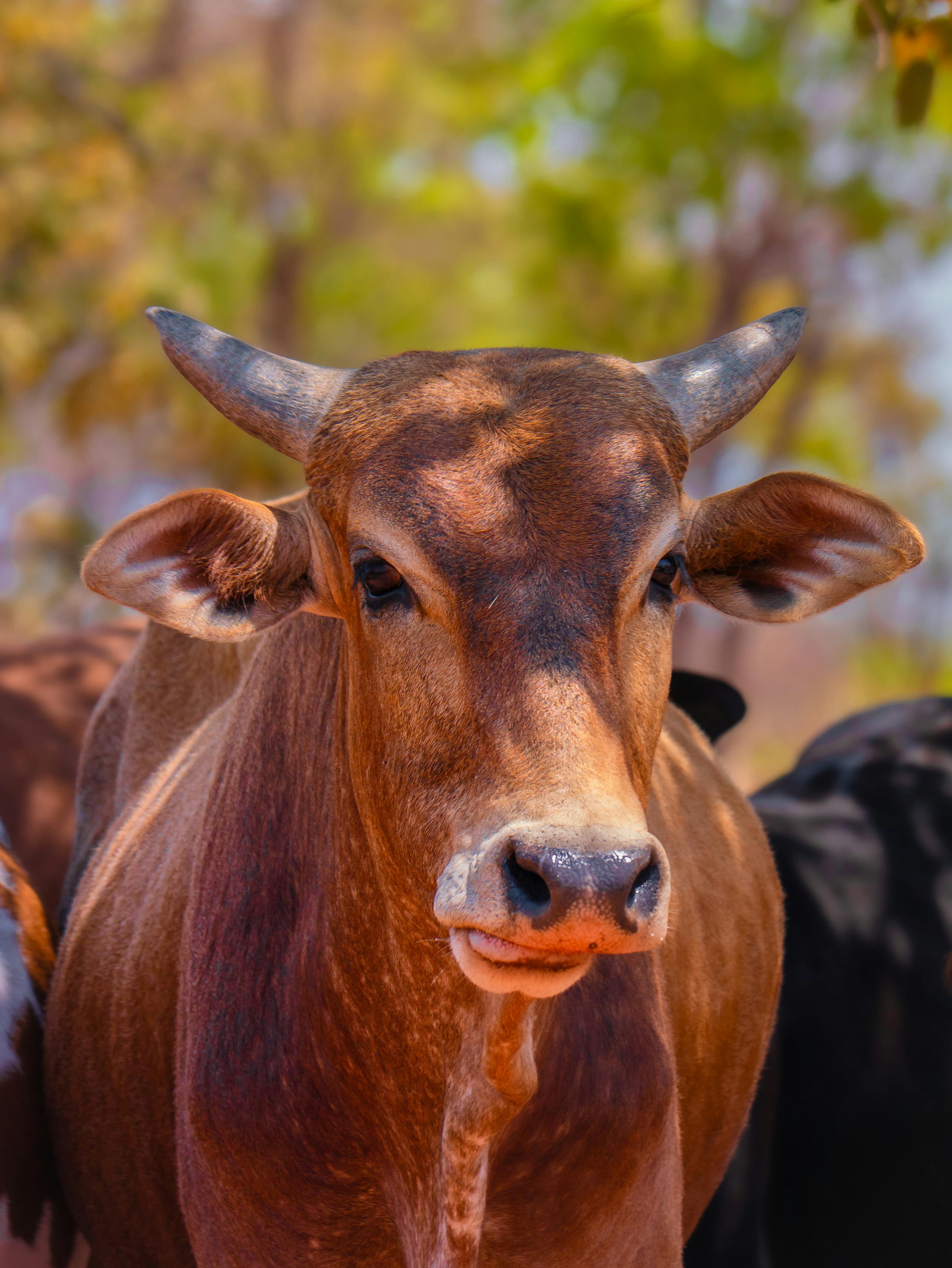 Gratuit Gros plan d'une vache zébu avec des cornes, mettant en valeur ses caractéristiques uniques et ses tons terreux dans un cadre naturel. Photos