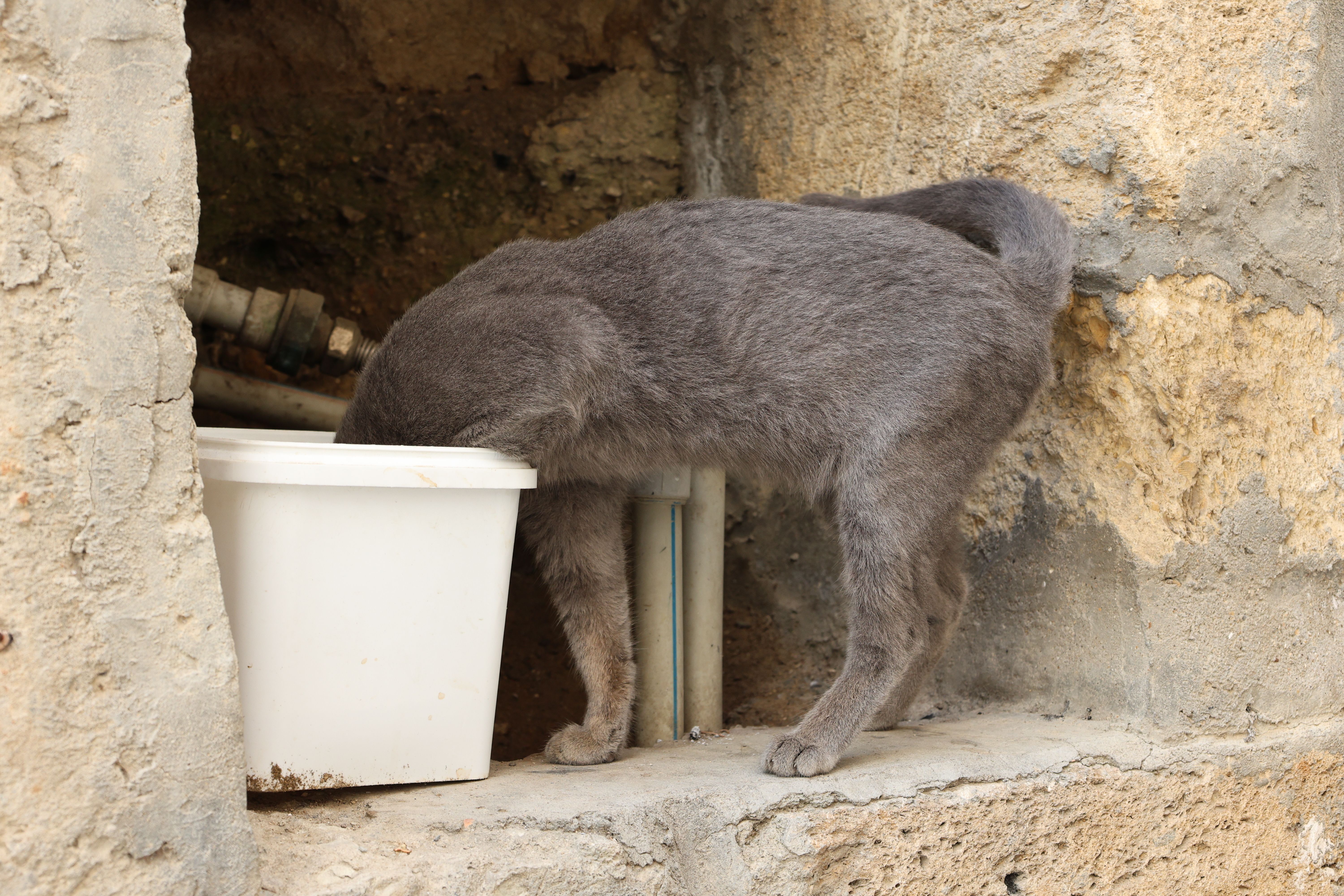 L'importance de l'hydratation pour les animaux âgés