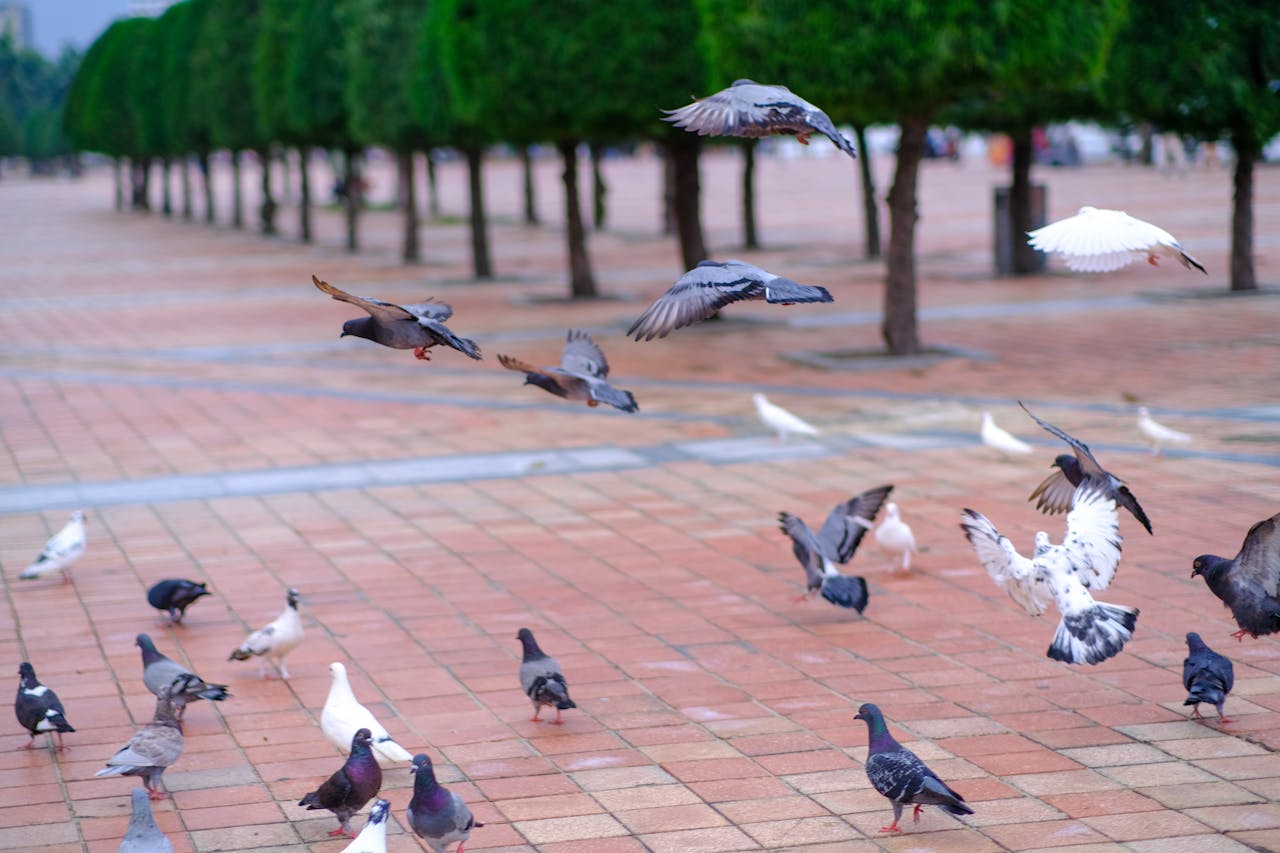 Đường xưa mây trắng | Chương 21