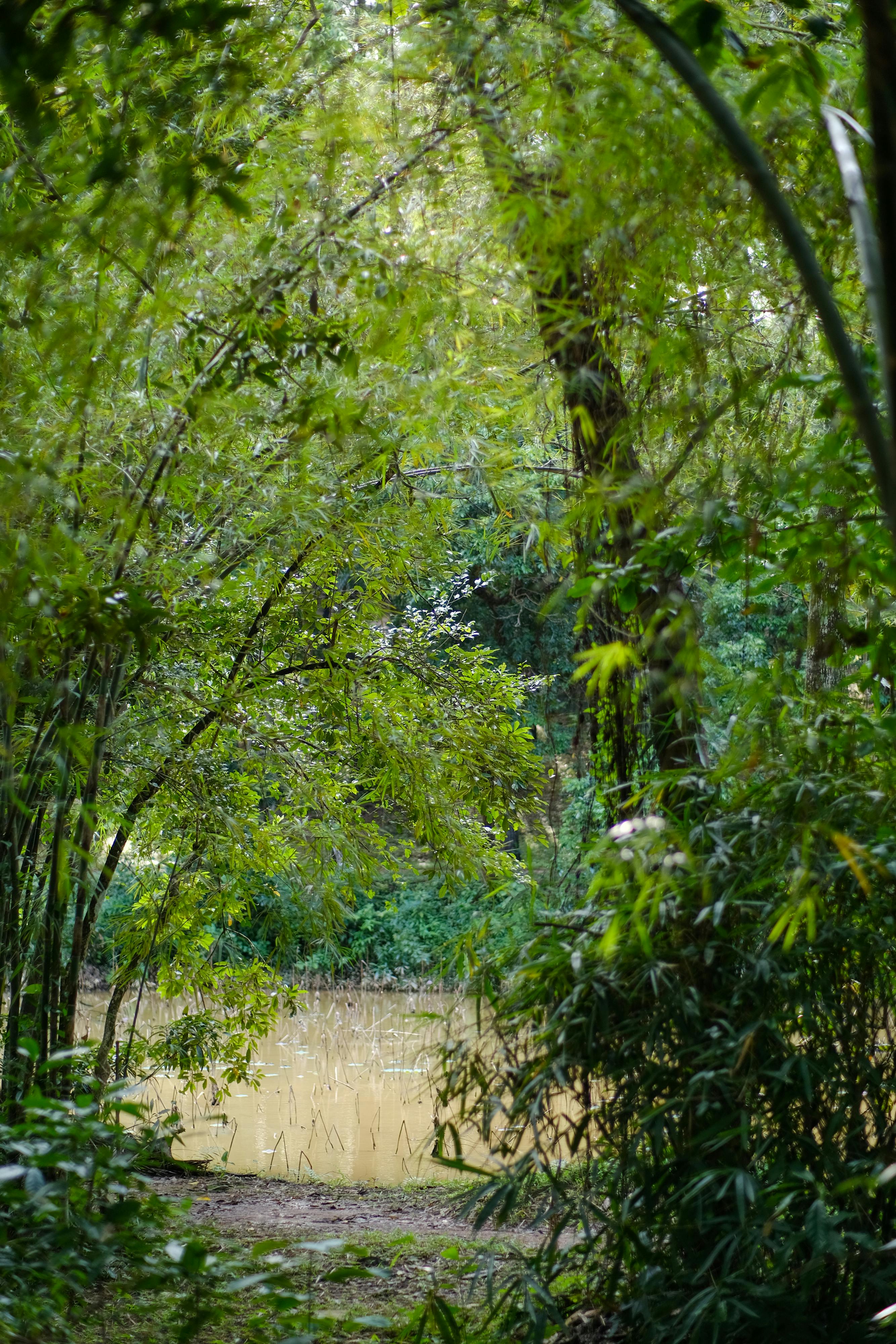 Tranquil Bamboo Grove by a Serene Pond in Hue