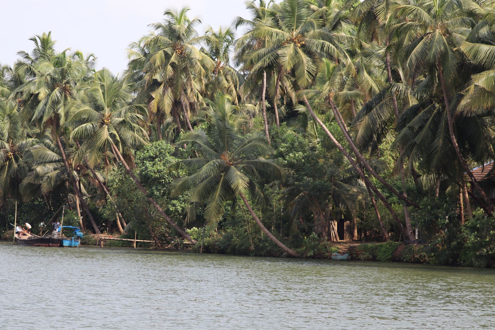 Coconut palms lining calm river water in Honnavar, Karnataka
