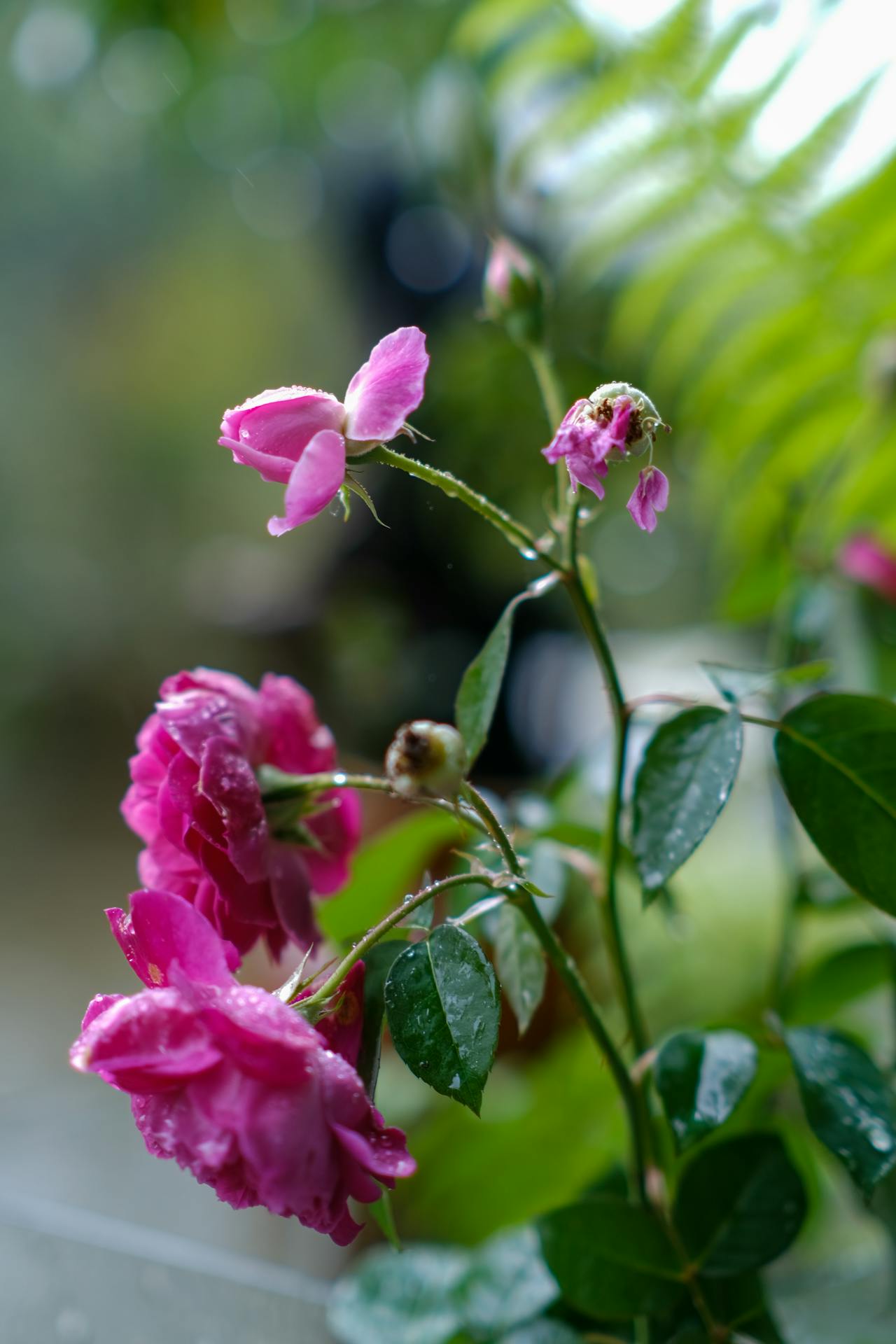 Thám tử lừng danh Conan | Chương 0745