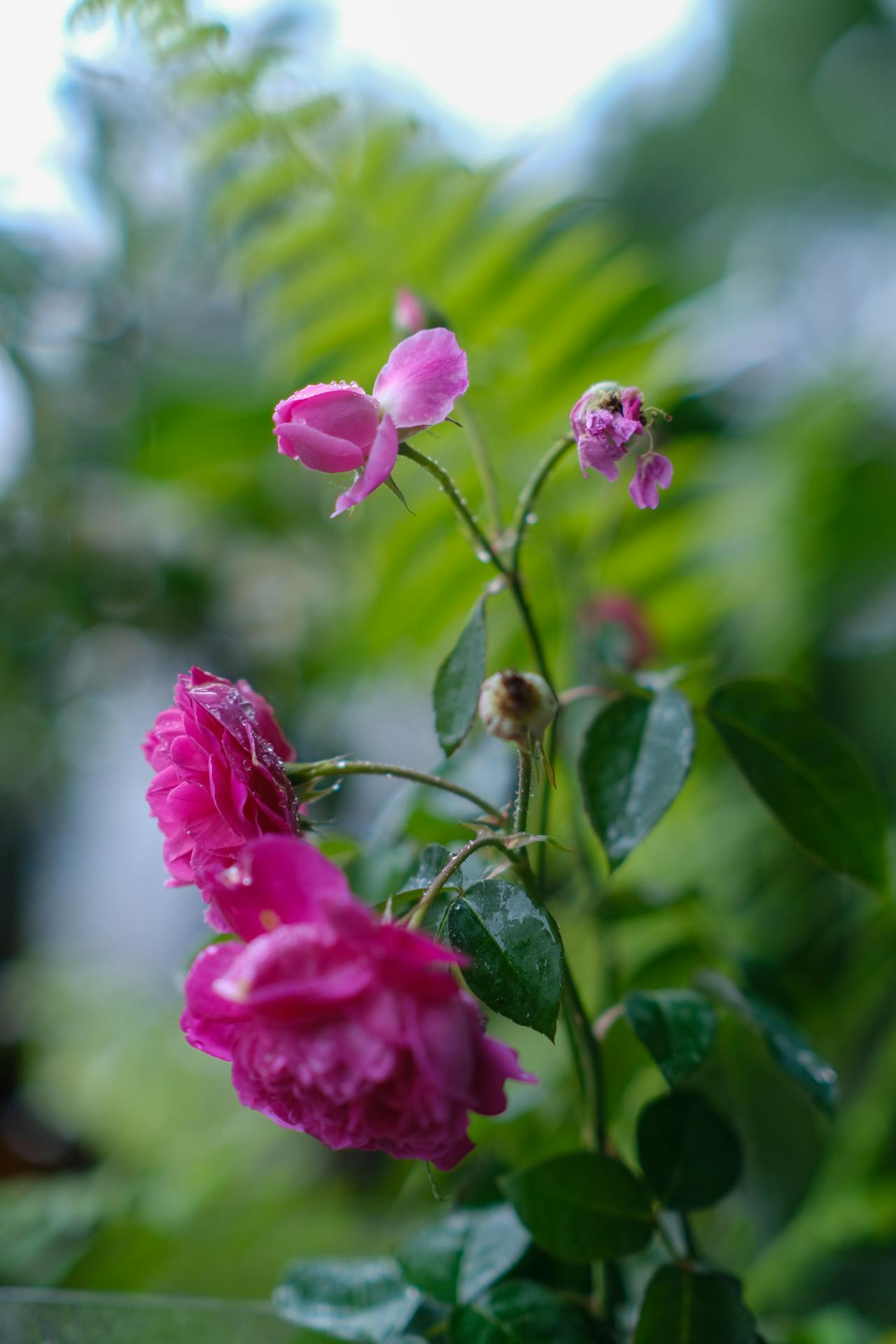 Thần điêu hiệp lữ | Chương 30