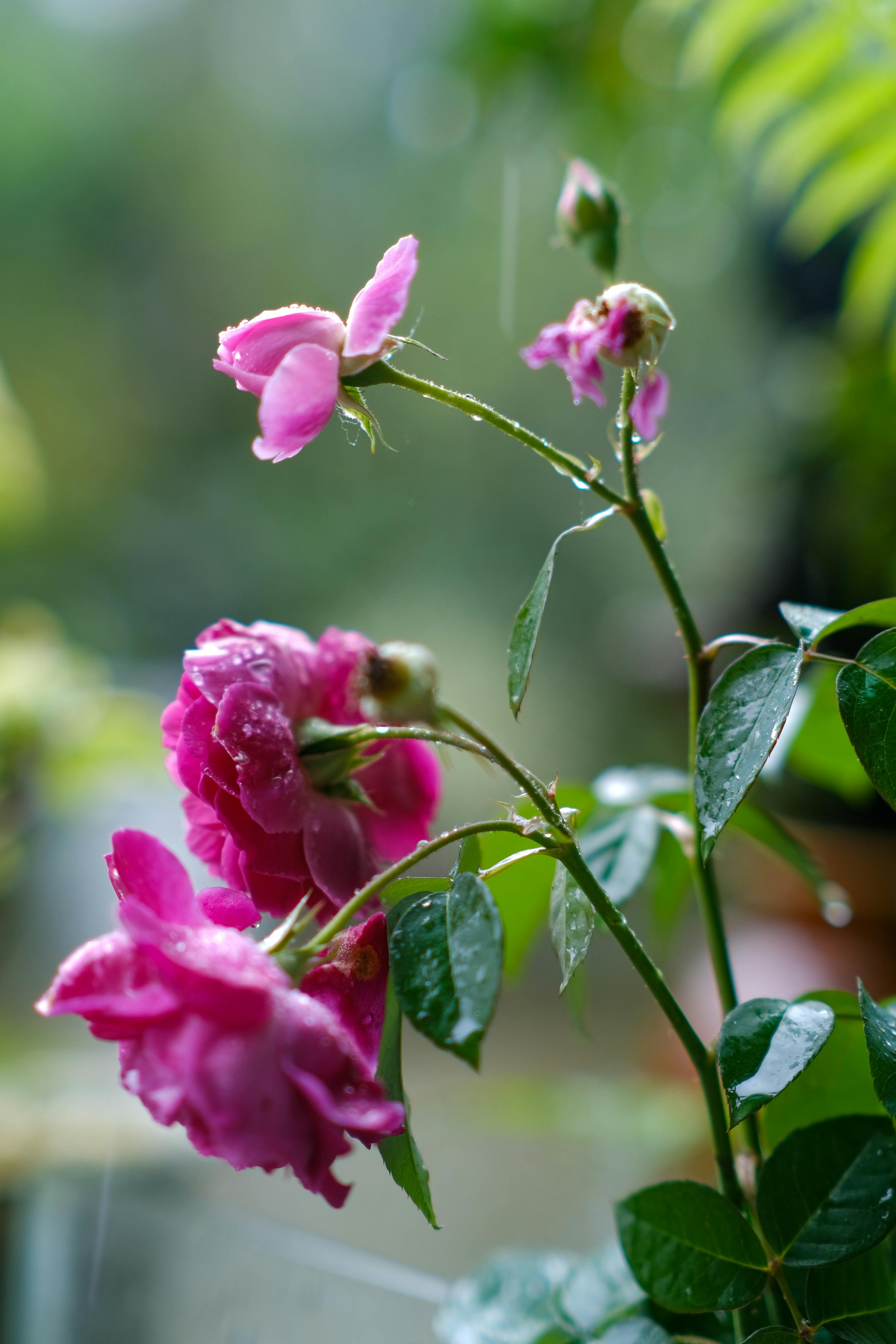 Danh sách những bộ phận thừa thãi nhất của cơ thể Danh sách những bộ phận thừa thãi nhất của cơ thể 047 – khoa hoc, su song, sinh hoc, bo phan thua, co quan noi tang, bo phan thua co the.