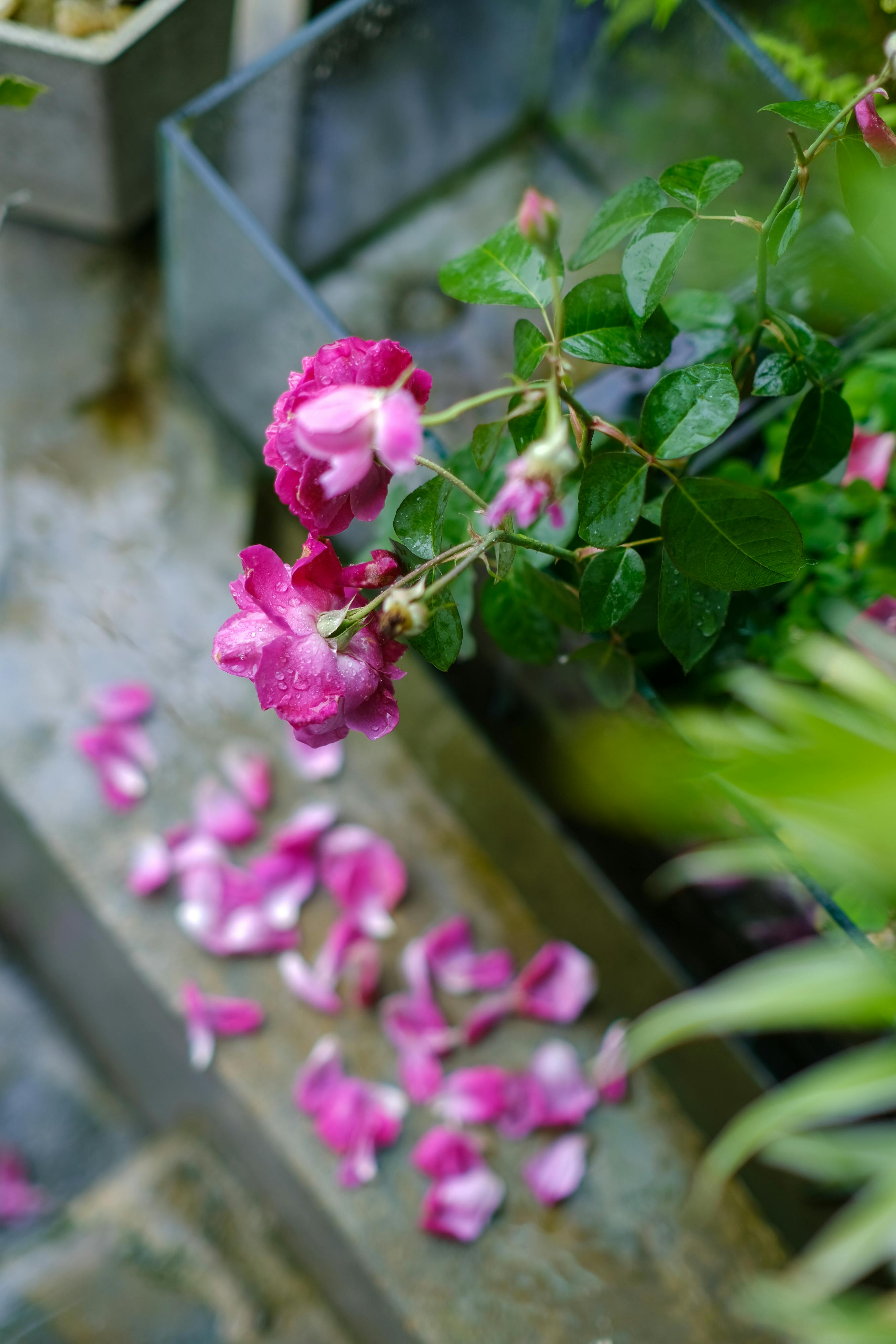 Thu hứng kỳ 4 (秋興其四) 202 – thu vien, van hoc, van hoc viet nam, ngu van lop 10, tho ca, do phu, thu hung, thu hung ky 4, phieu bat tay nam, van hoc trung dai, tho, tho cap 3, tho lop 10.