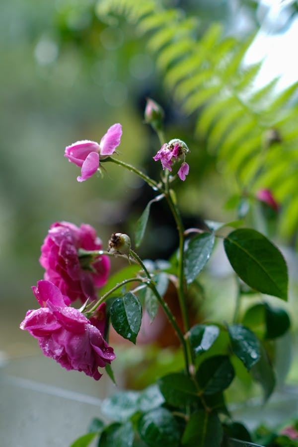 Trung tâm nghiên cứu văn học, phát triển nhà văn Việt Nam