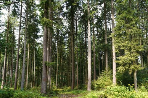 Free Tall pine trees in a tranquil forest setting in Dassendorf, Schleswig-Holstein, Germany. Stock Photo