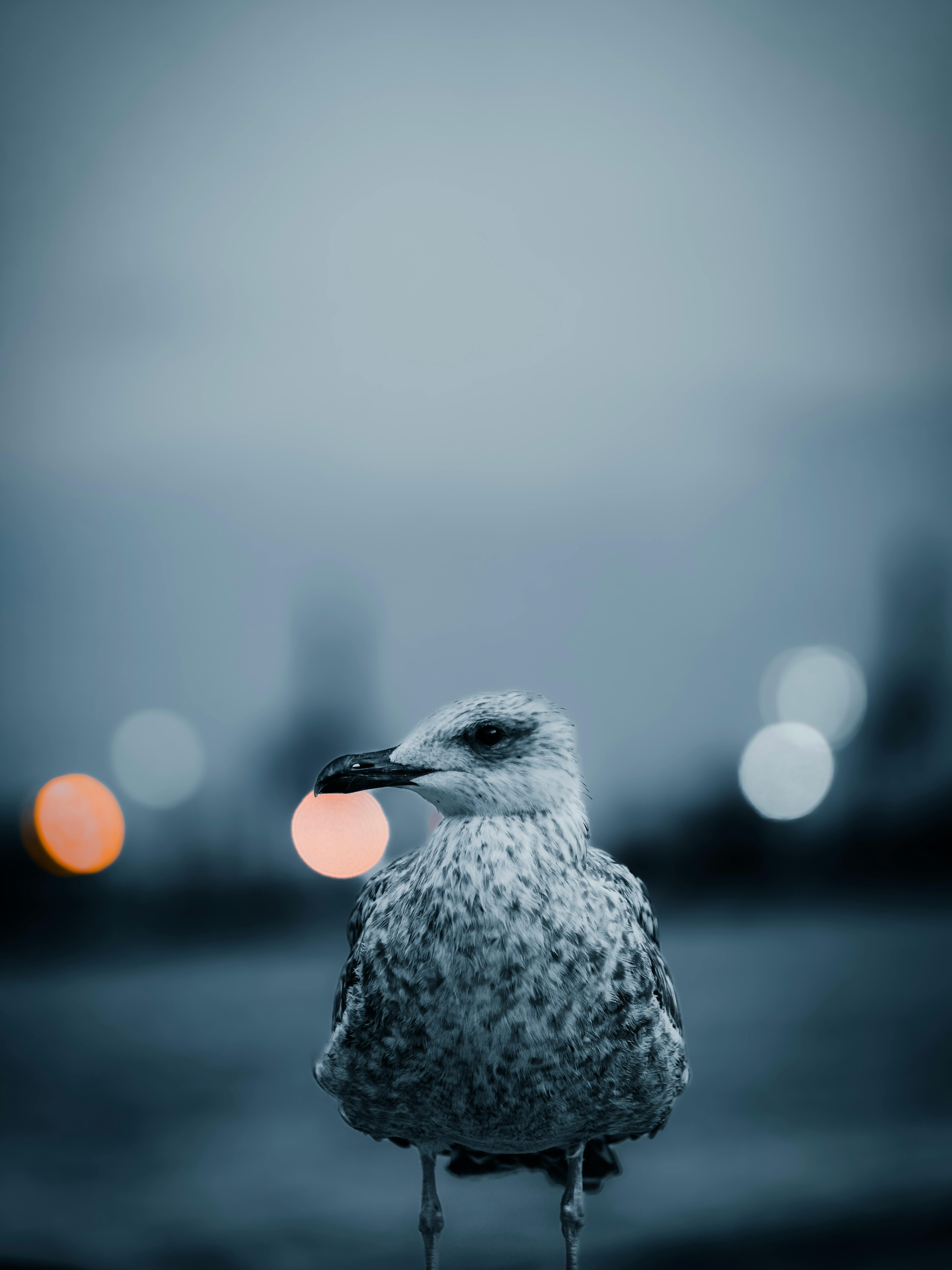 Gratis Kunstnerisk mågeportræt med slørede bylys. Stemningsfuld og fredfyldt atmosfære. Lagerfoto