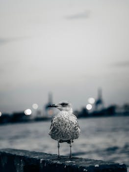 在码头的边缘，一只海鸥栖息着