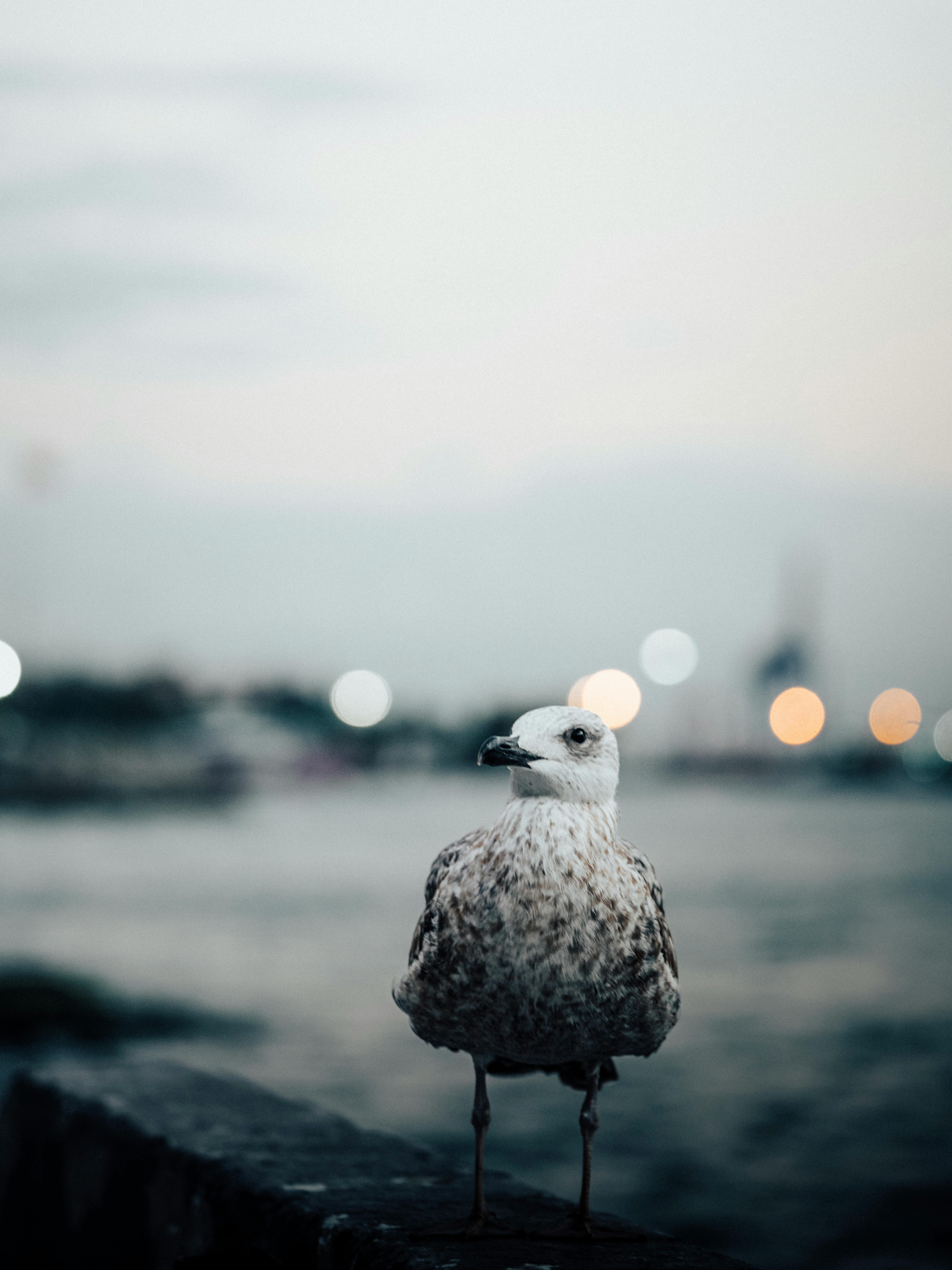 A serene seagull stands by the waterfront during dusk, with city lights in the background.
