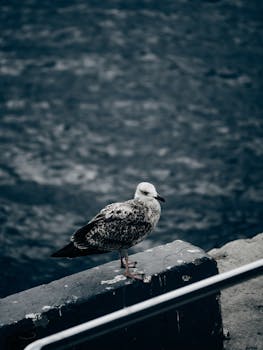 在土耳其伊斯坦布尔，一只海鸥栖息在俯瞰博斯普鲁斯海峡的窗台上