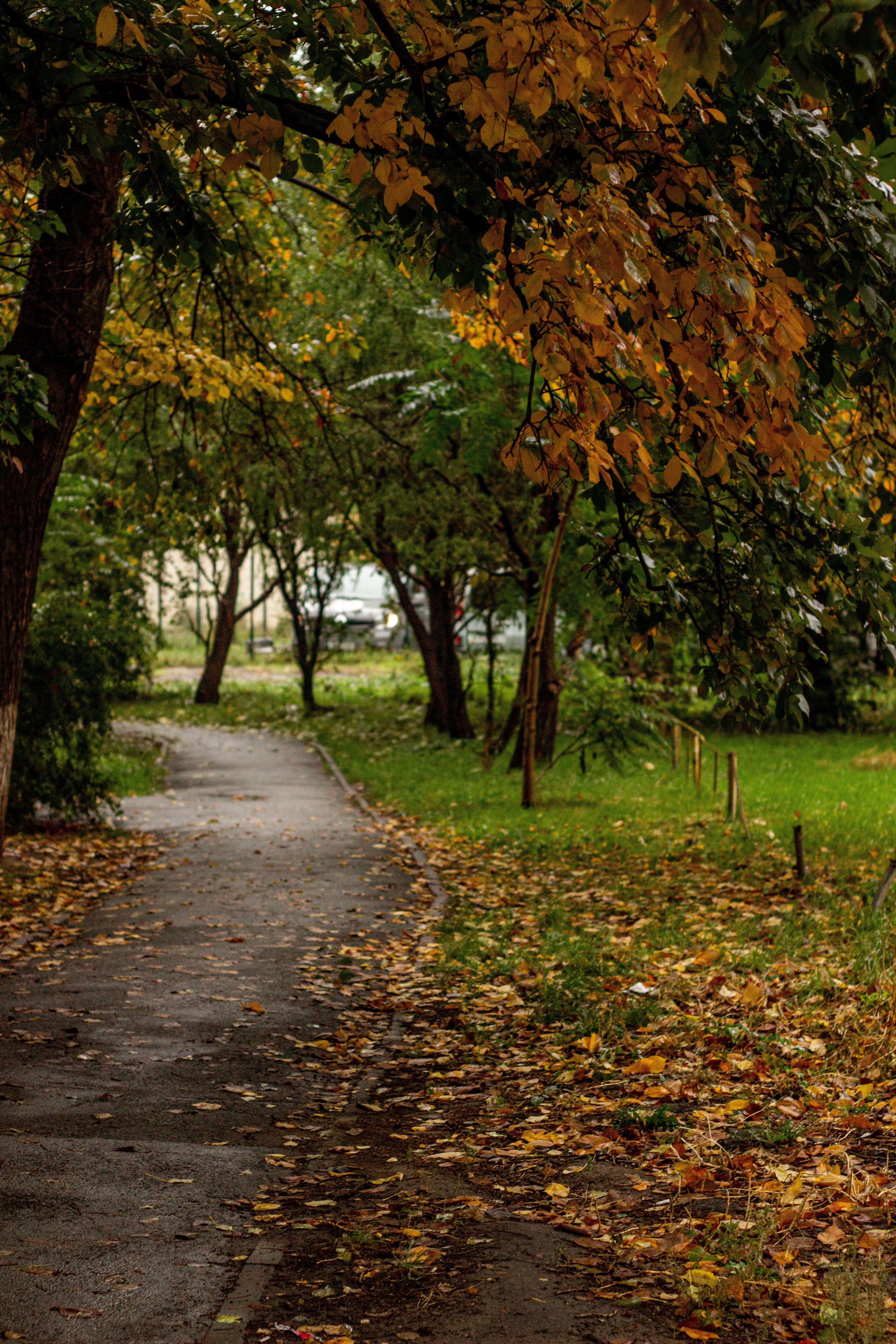 Autumn Pathway in a Serene Park Setting · Free Stock Photo