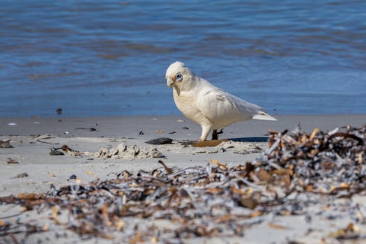 科雷拉的英文名是Corell