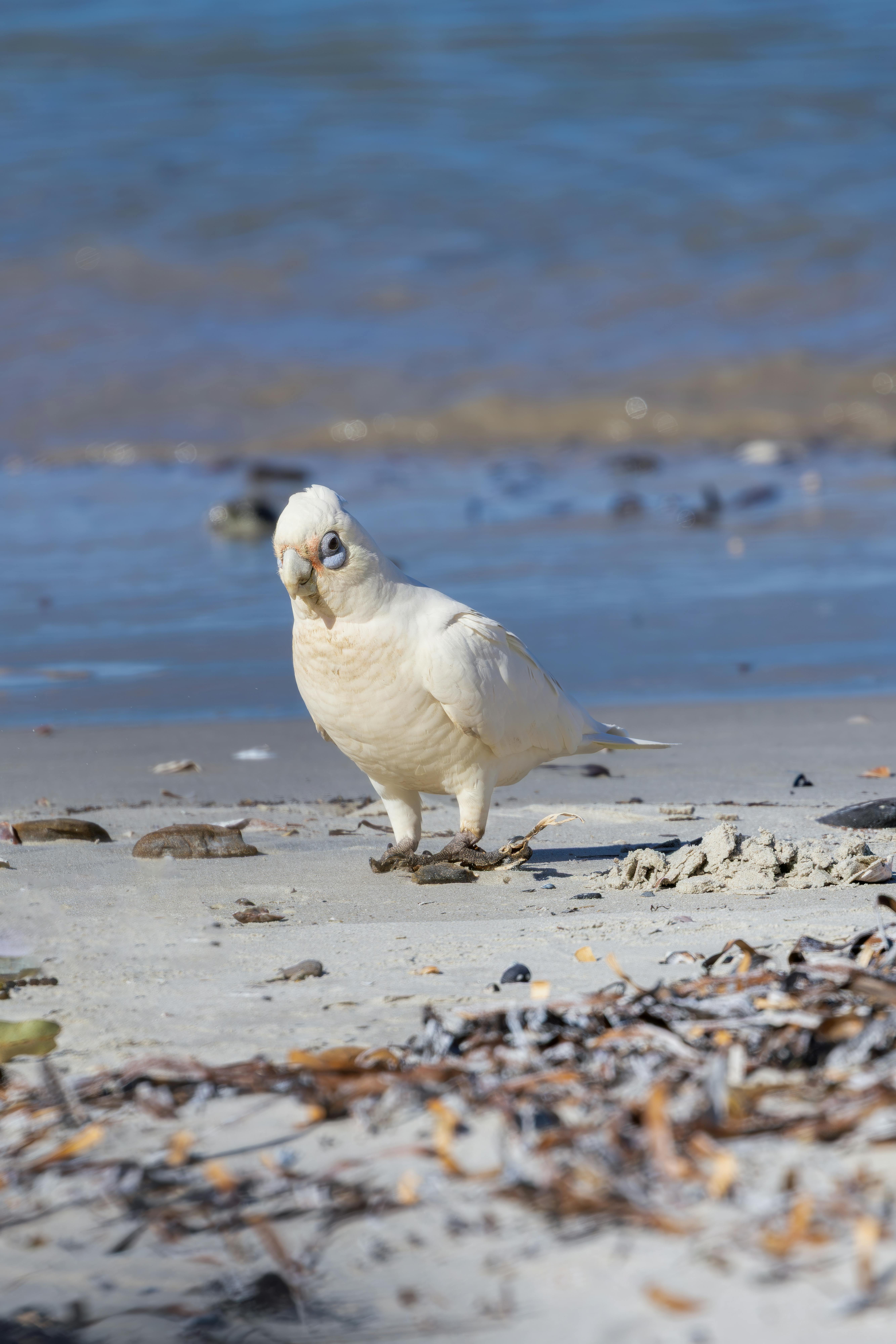 科雷拉是什么？