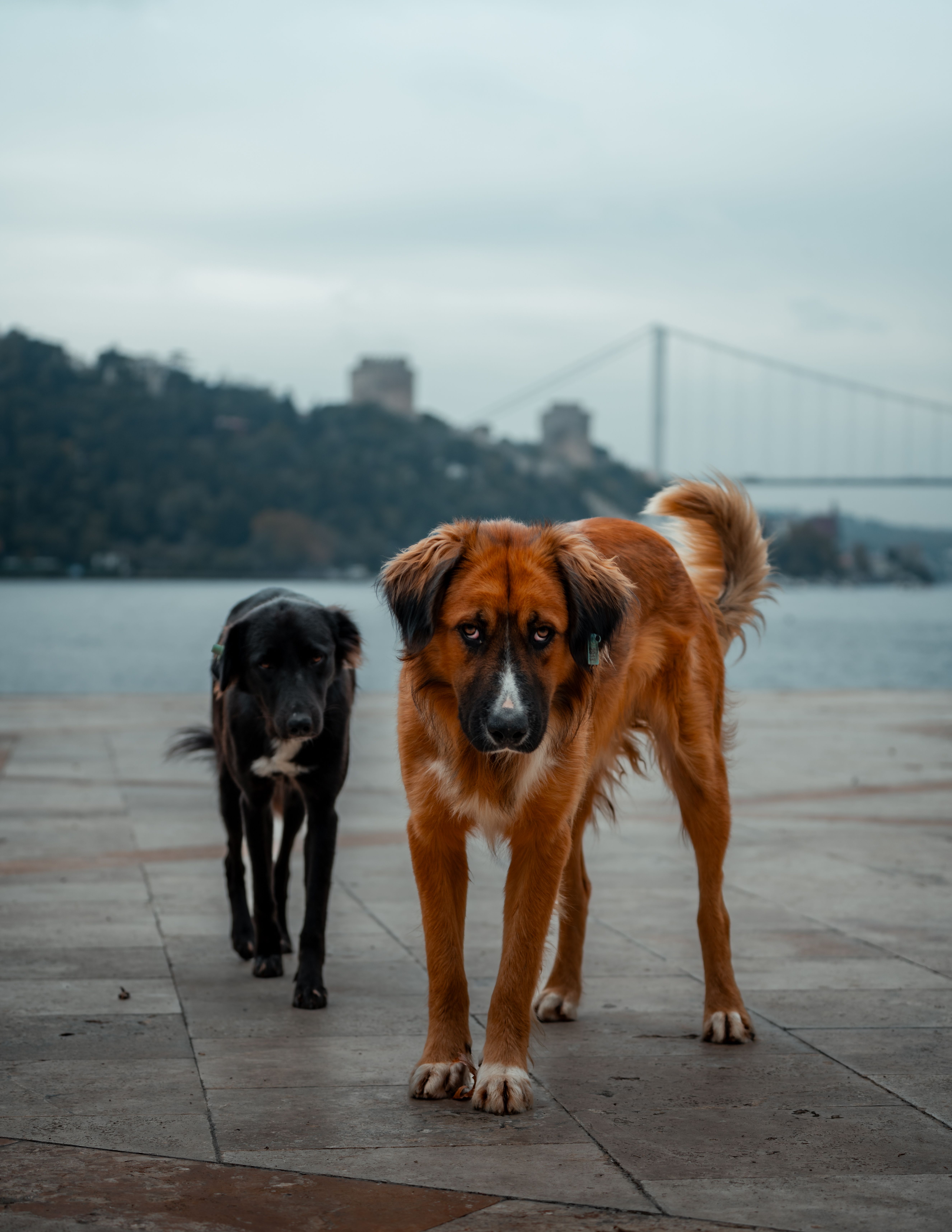 Large dogs walking outdoors near water