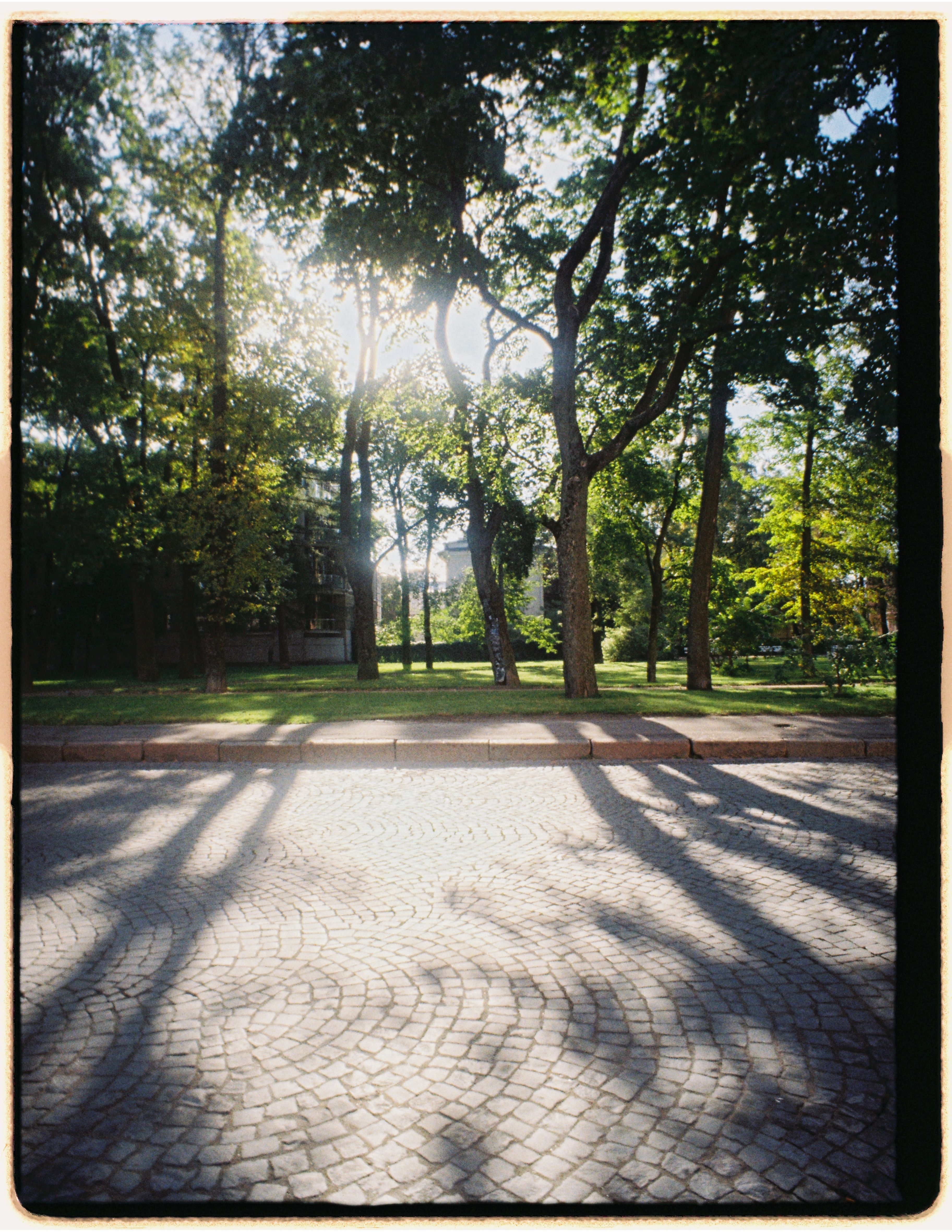 Serene Sunlit Park with Long Tree Shadows · Free Stock Photo