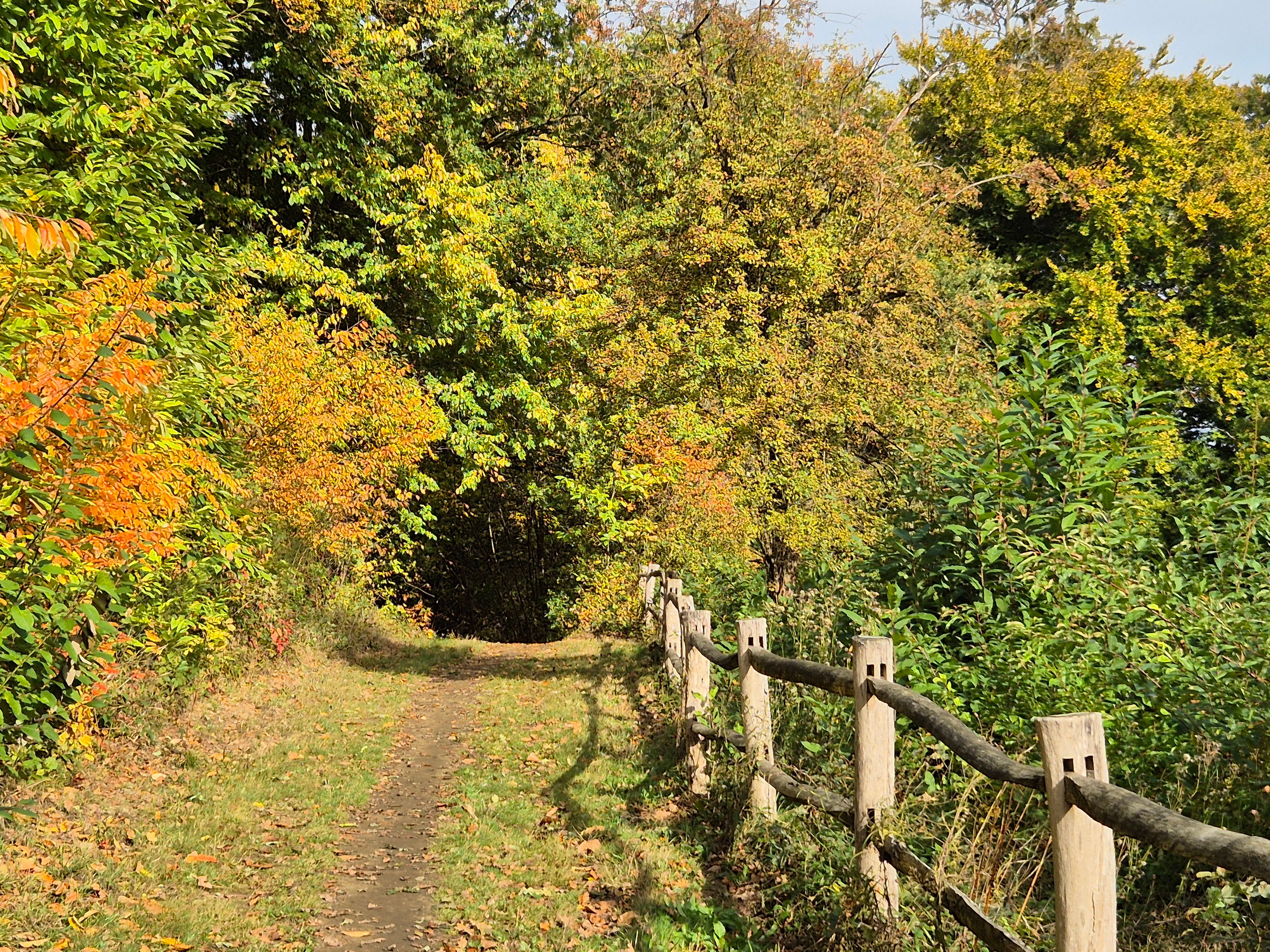 A serene forest path lined with colorful autumn foliage and a rustic wooden fence.