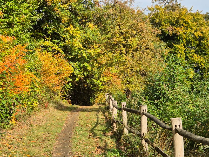 A serene forest path lined with colorful autumn foliage and a rustic wooden fence.
