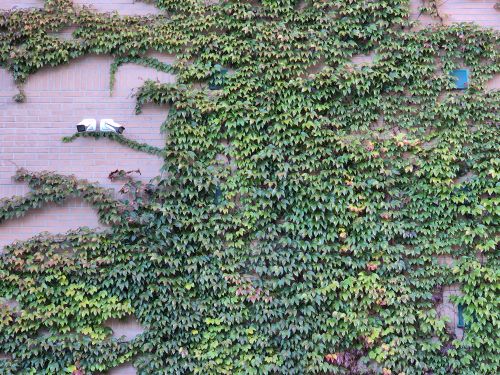 Free Vibrant ivy plant covering a brick wall with a CCTV camera for security. Stock Photo