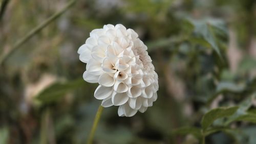 Free Delicate white dahlia bloom with soft green foliage background, showcasing natural beauty. Stock Photo