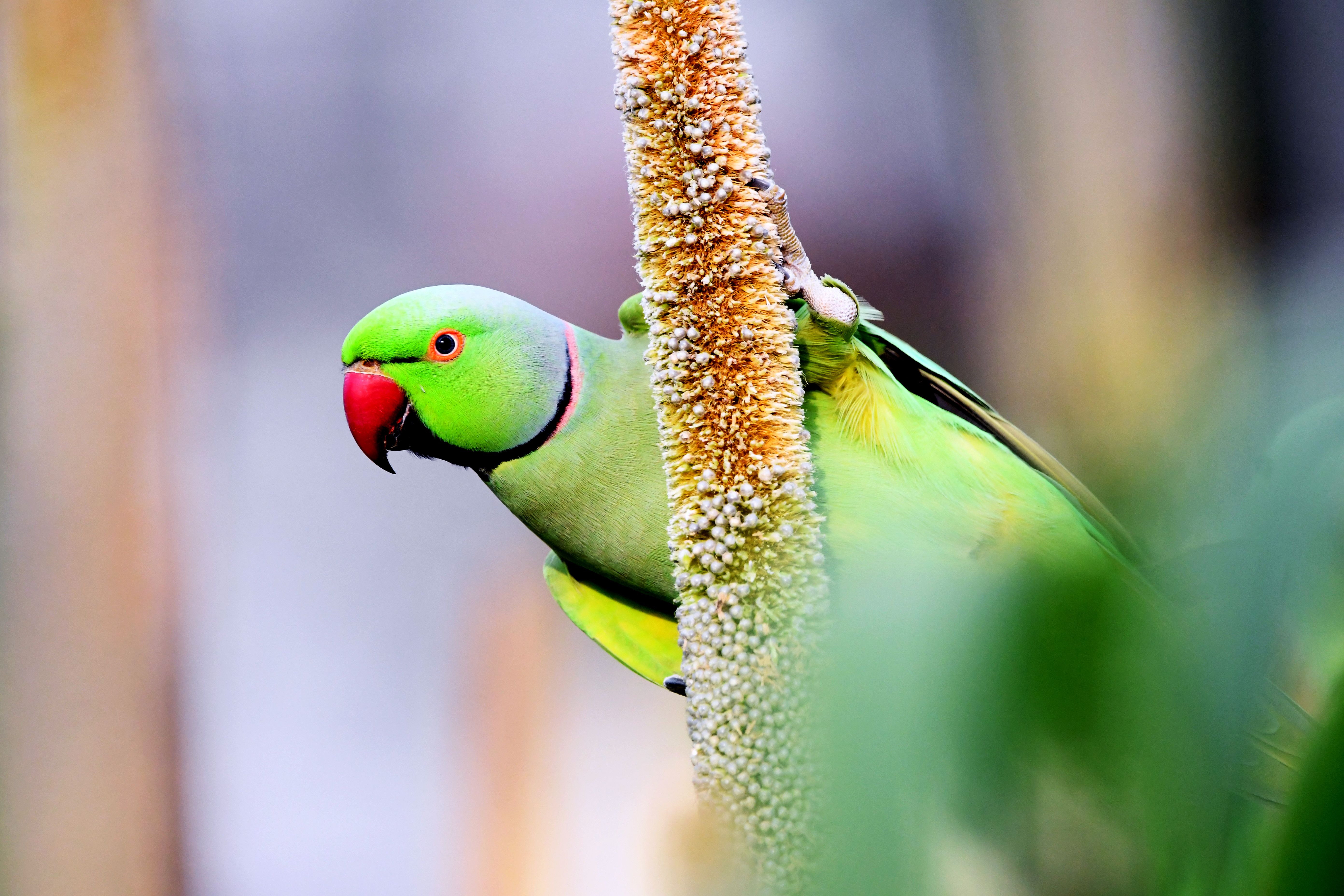Vibrant Rose-ringed Parakeet on Plant · Free Stock Photo