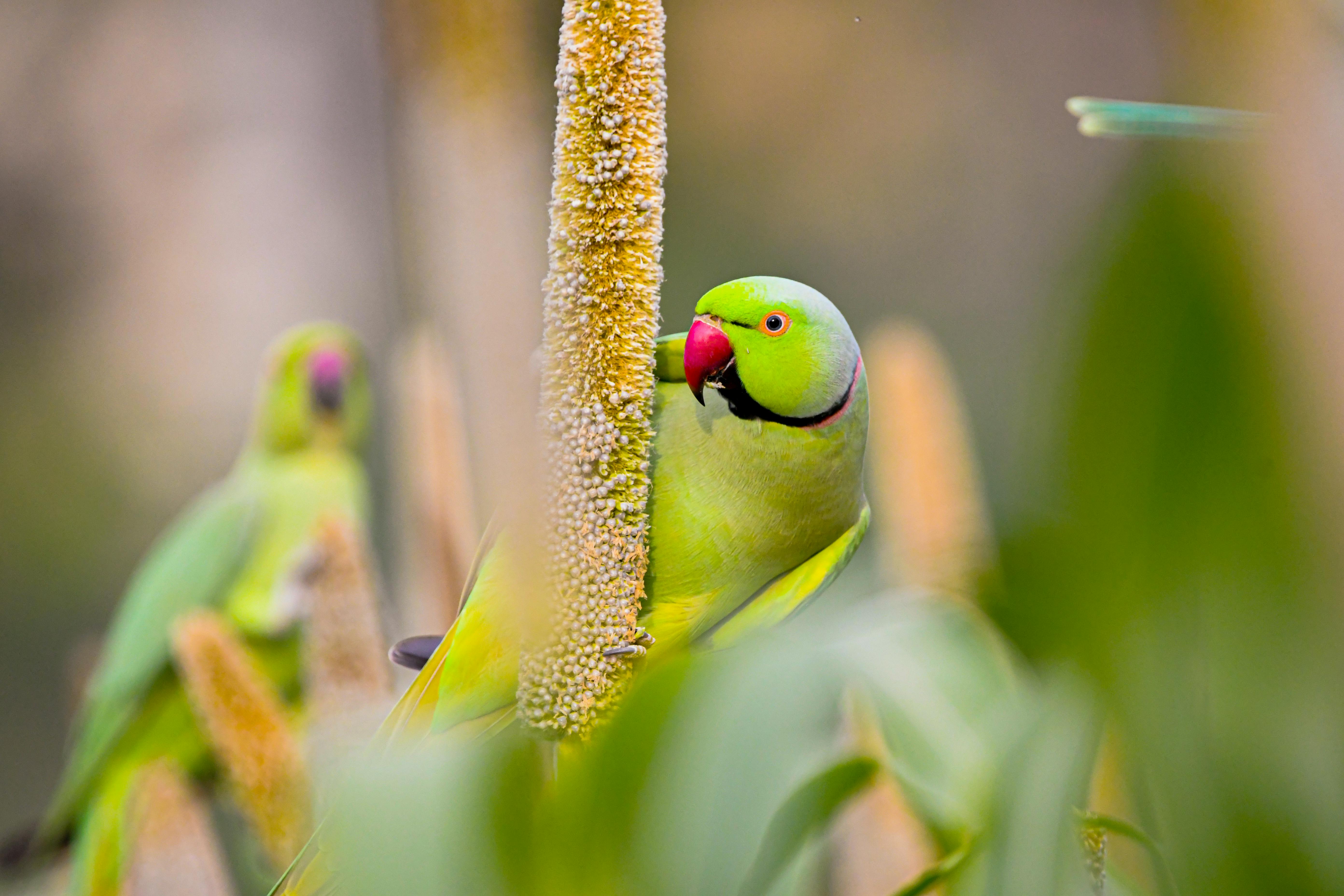 Social Innovation Powered by 5G Technology