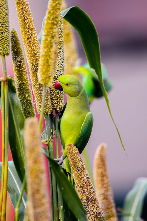 Free A vibrant green parrot with a red beak perches on millet stalks, blending with nature. Stock Photo