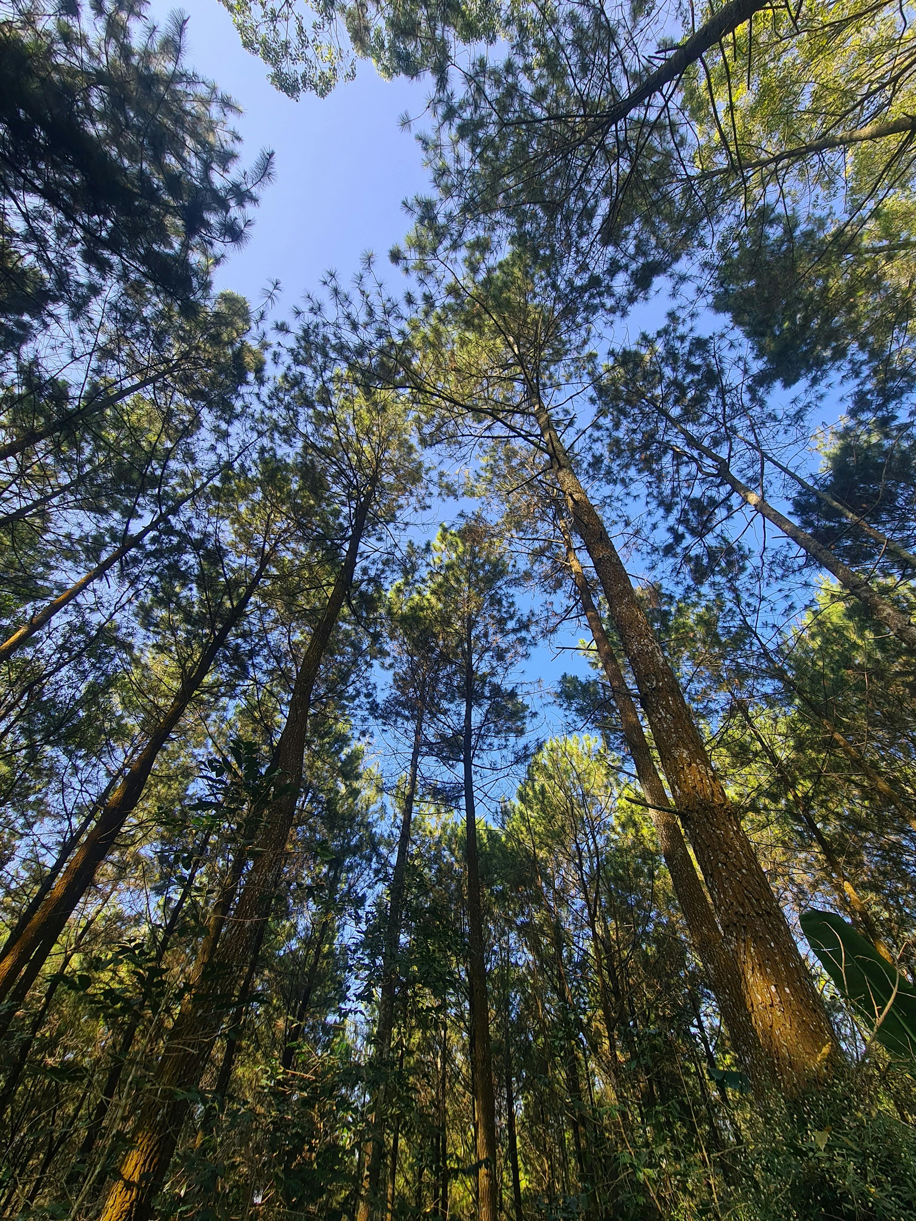 合欢树是一种植物，通常用于观赏