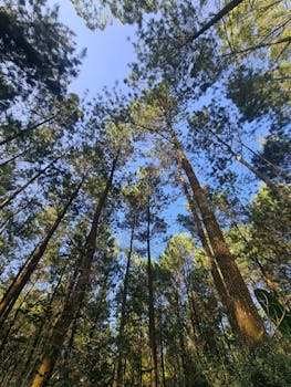 合欢树是一种植物，通常用于观赏