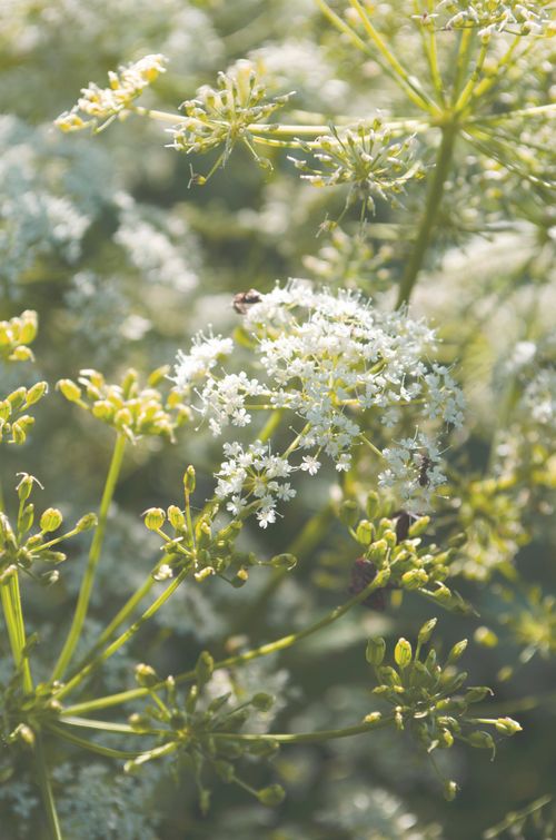 Free Close-up of white flowering plants in a sunlit meadow, creating a serene nature scene. Stock Photo
