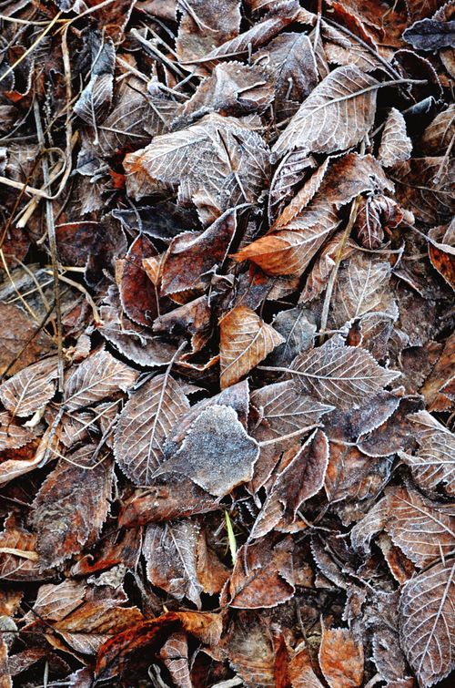 Free Close-up of frost-covered autumn leaves in Ukraine, capturing the essence of fall. Stock Photo