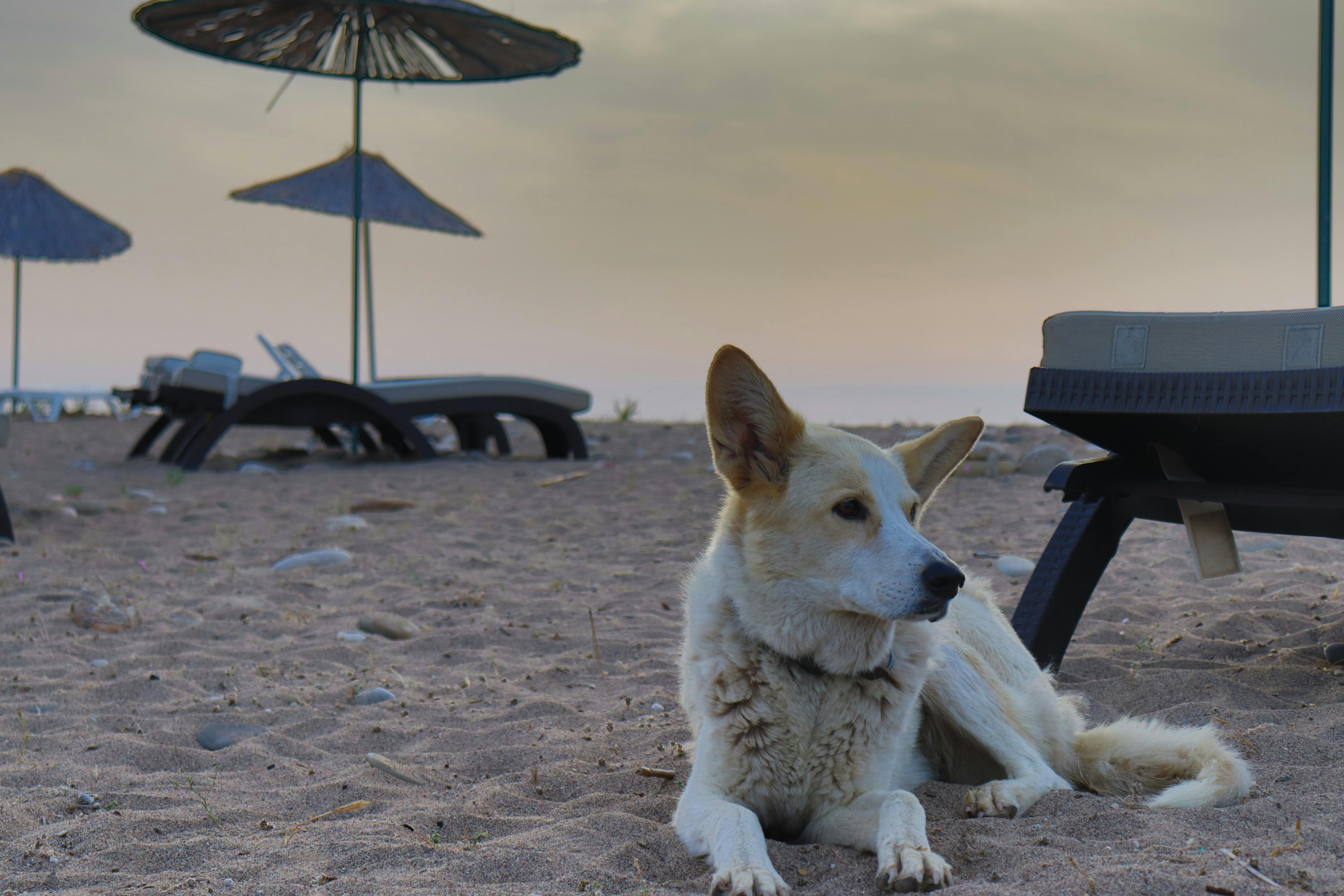 在平静的海滩上，日落时，一只狗坐在太阳伞下放松
