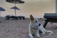 在平静的海滩上，日落时，一只狗坐在太阳伞下放松