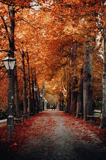 A serene and colorful autumn walkway lined with vibrant fall foliage in Graz, Austria.