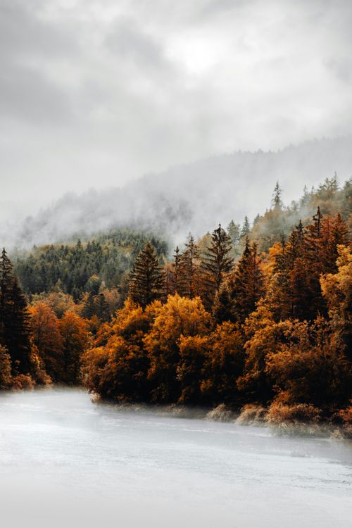 Free Serene autumn forest in Austria with misty atmosphere and vibrant foliage. Stock Photo