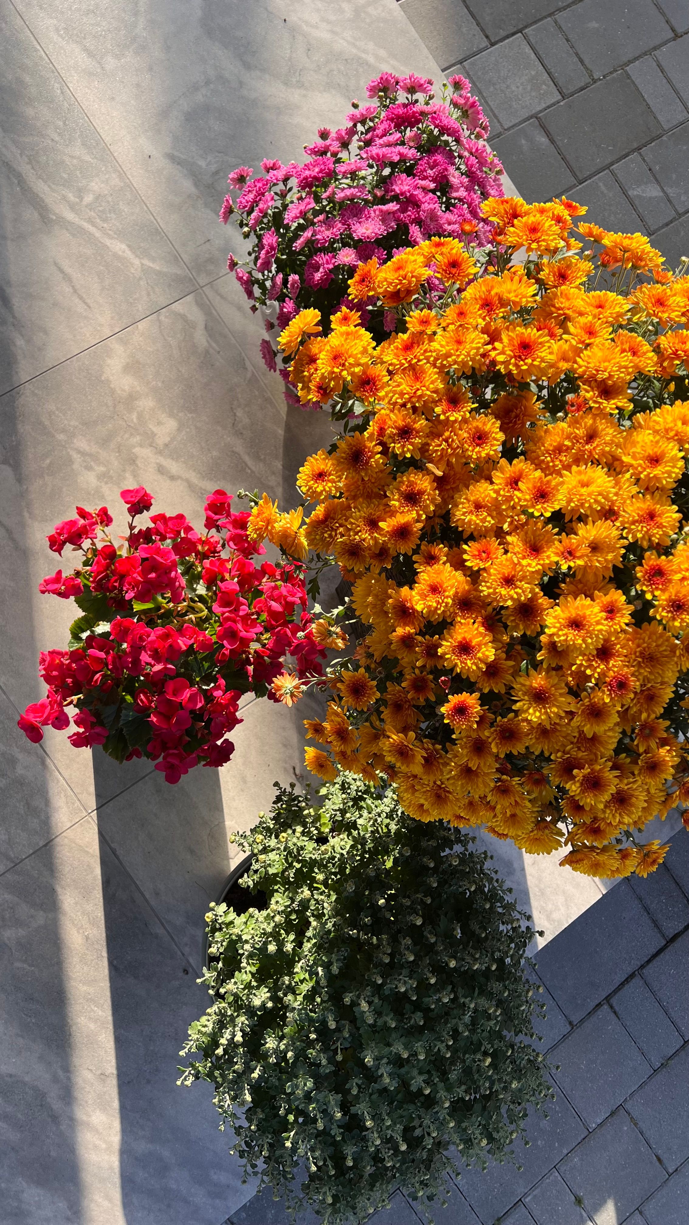 [ColoSach]-colorful-flower-arrangements-in-vivid-sunlight,-showcasing-autumn's-beauty.