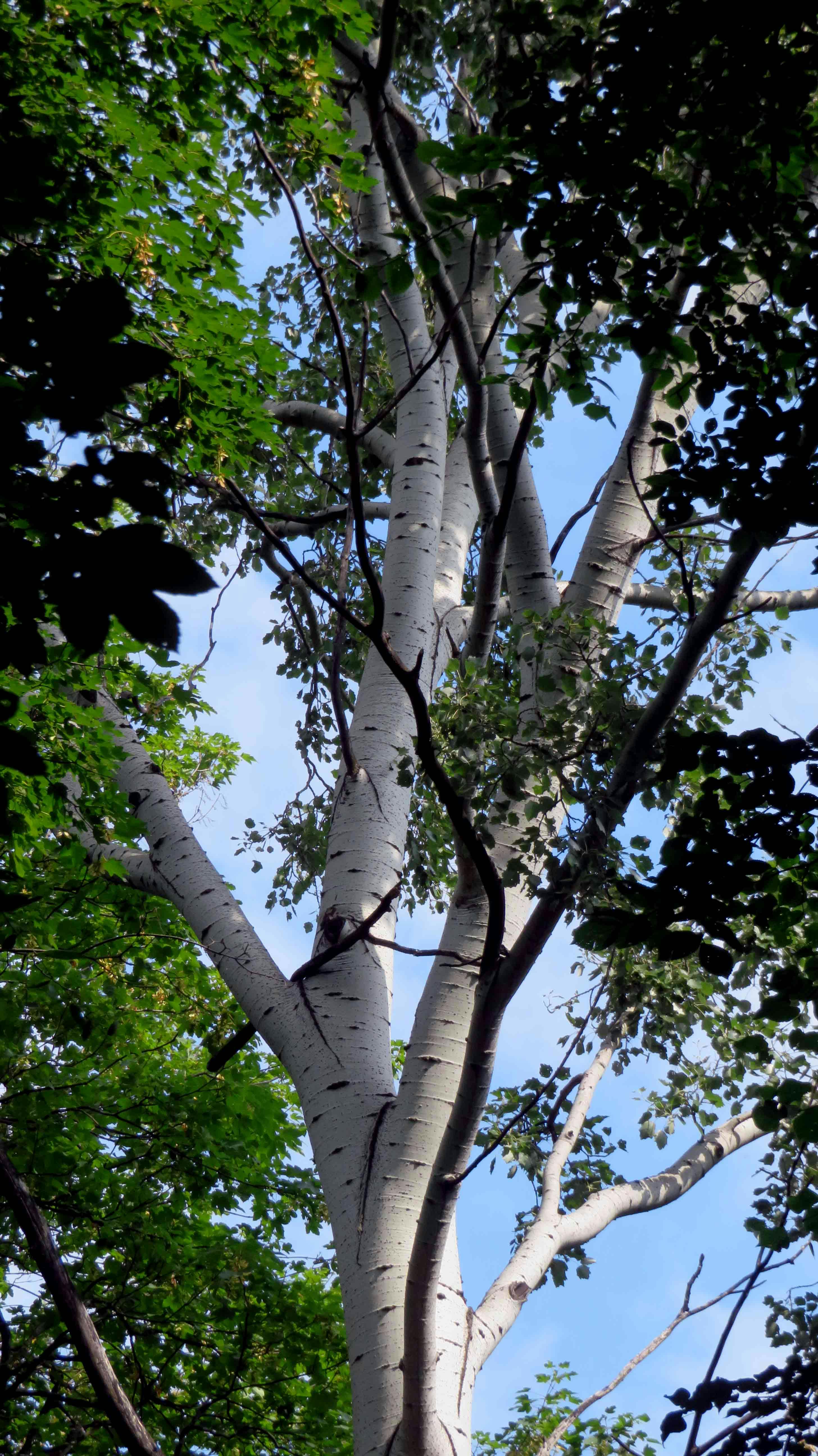 在高大的白桦树和碧蓝天空的映衬下，自然风光格外引人注目