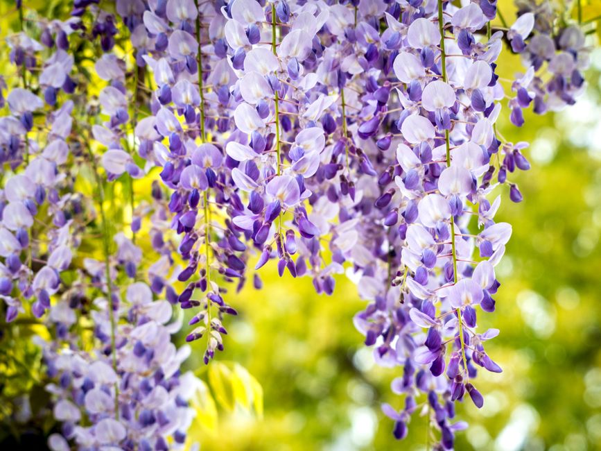 Close-up of blooming wisteria flowers hanging from a tree branch in spring.