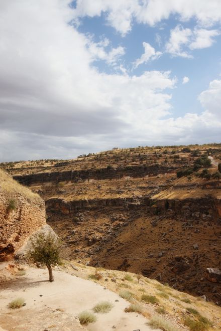 A solitary tree standing in a desert canyon — photo by Zahara on Pexels