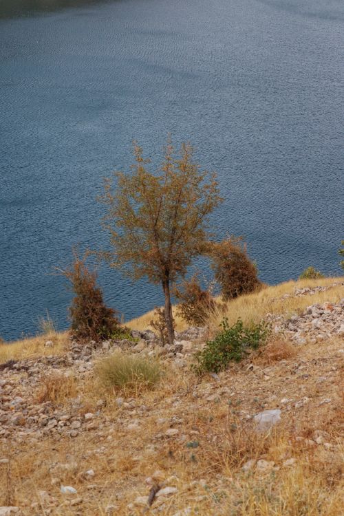 Free Captivating view of a lone tree on a rocky lakeside with tranquil blue waters in the background. Stock Photo