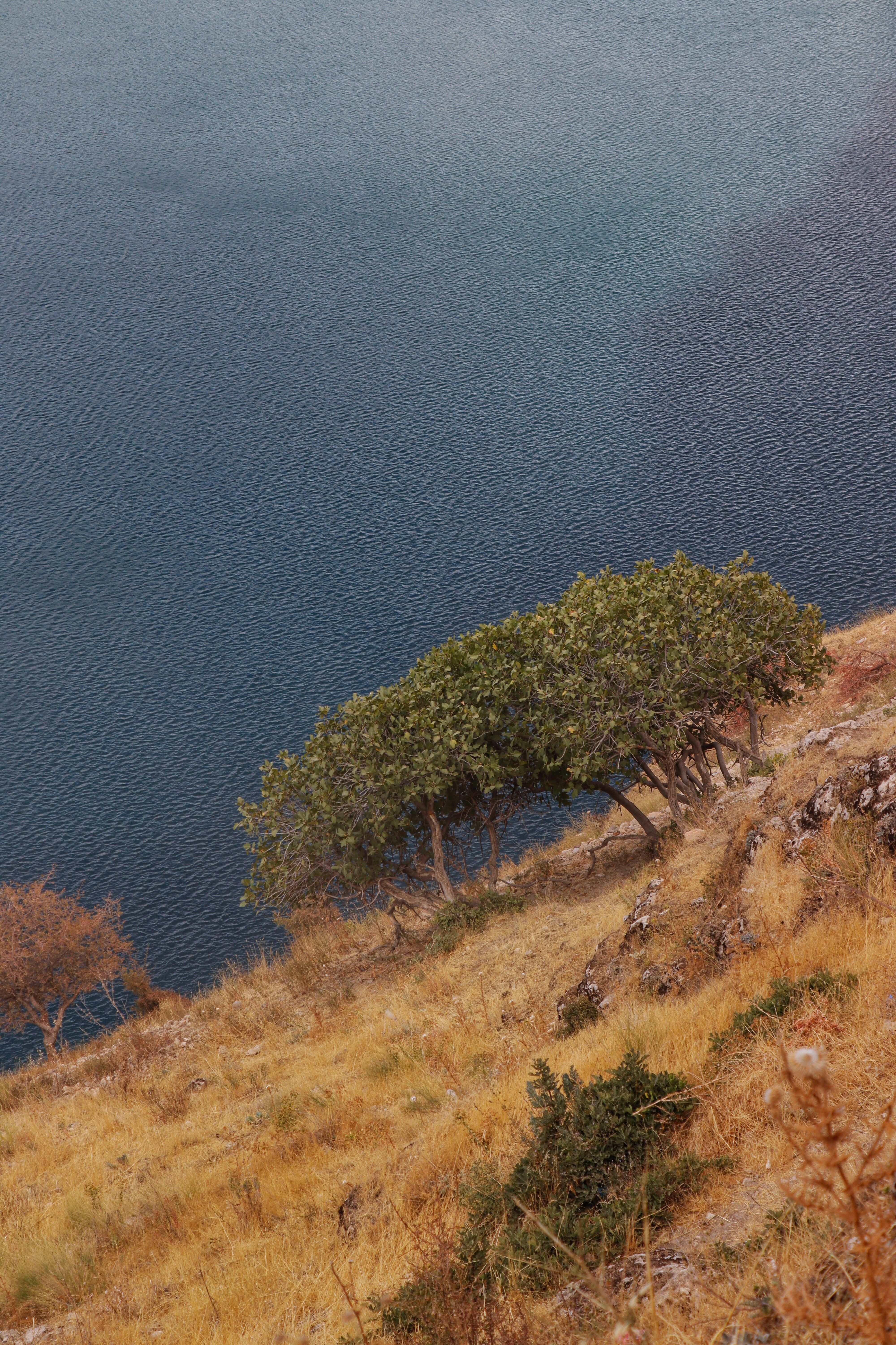 Peaceful hillside scene overlooking a tranquil lake with lush green trees.