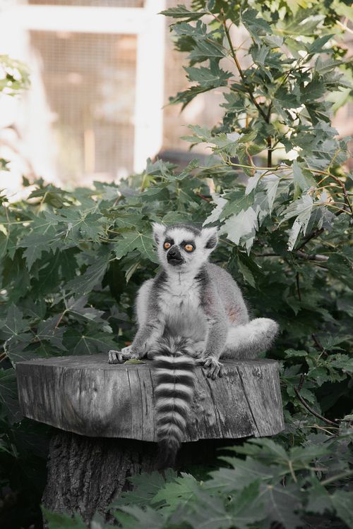 Free A ring-tailed lemur rests on a stump in a lush, leafy environment at a Hungarian zoo. Stock Photo