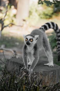 A ring-tailed lemur with striking eyes stands on a tree stump in a natural outdoor setting.