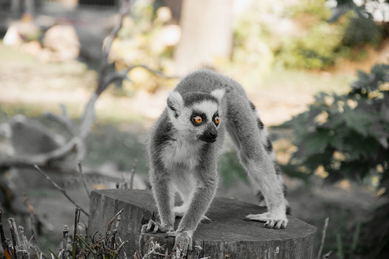 vivid capture of a ring tailed lemur on a tree stump hungary perfect f