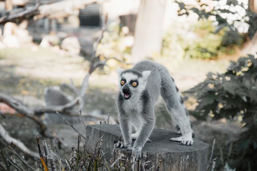 A lively ring-tailed lemur standing on a stump outdoors in Hungary.