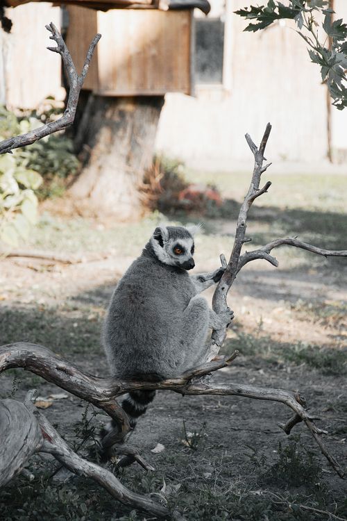 Free A ring-tailed lemur relaxes on a branch in a zoo setting, Hungary. Stock Photo
