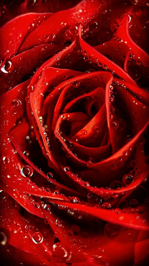 Free Stunning close-up of a red rose with dewdrops, highlighting its vibrant petals and nature's beauty. Stock Photo