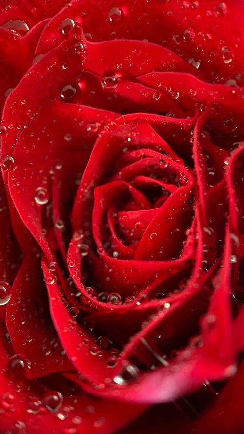 Free Stunning macro shot of a red rose covered in dew drops, showcasing its intricate details and vivid color. Stock Photo